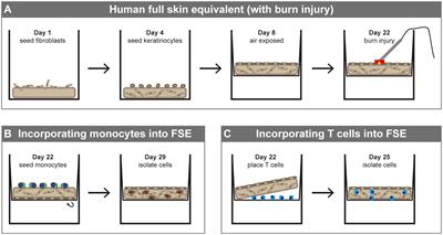 Monocytes and T cells incorporated in full skin equivalents to study innate or adaptive immune reactions after burn injury